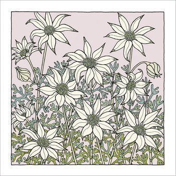 Flannel Flowers Native Plant Greeting Card